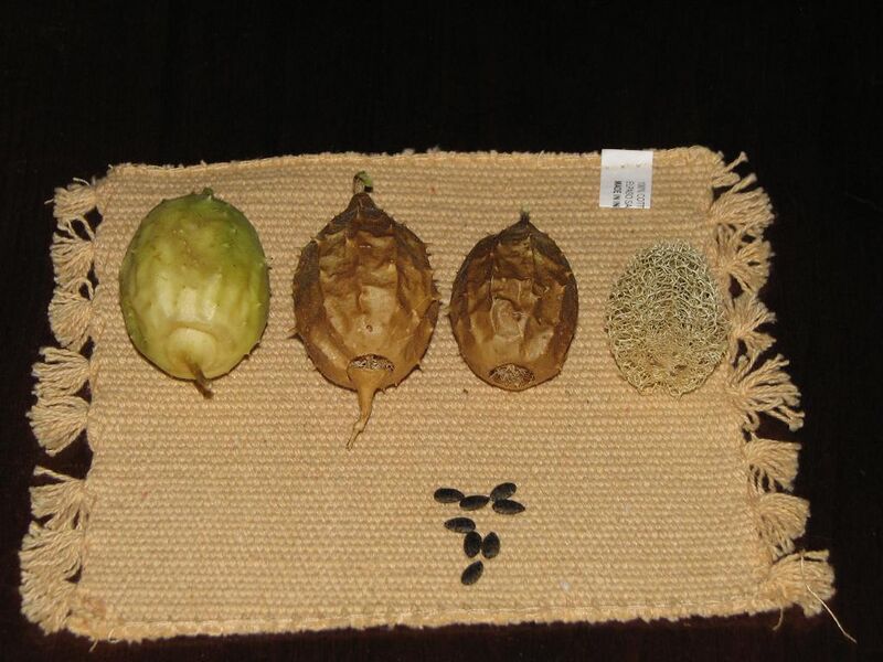 Файл:Luffa operculata.JPG