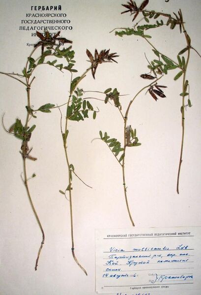 Файл:Multicaulis bot descript.jpg