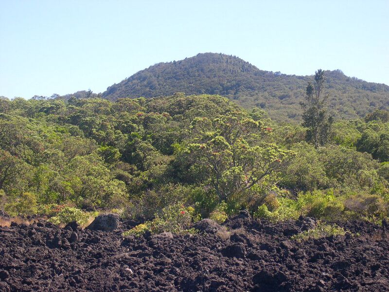 Файл:RangitotoGipfel2.jpg