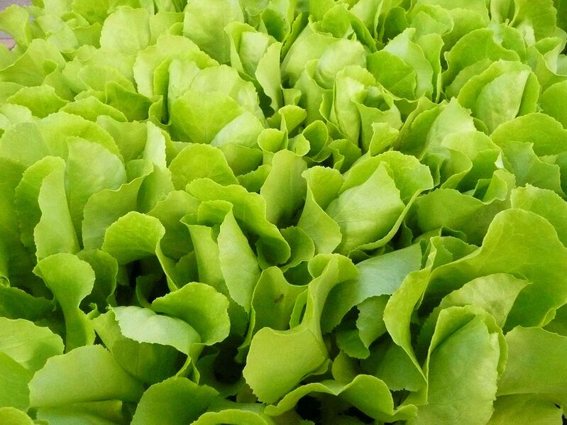 Файл:Kopfsalat Setzlinge.JPG
