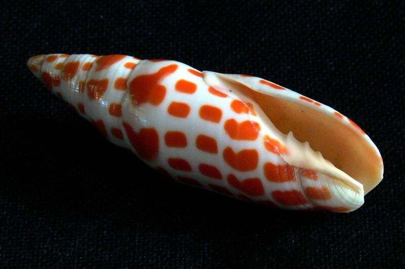 Файл:Mitra mitra shell 2.jpg