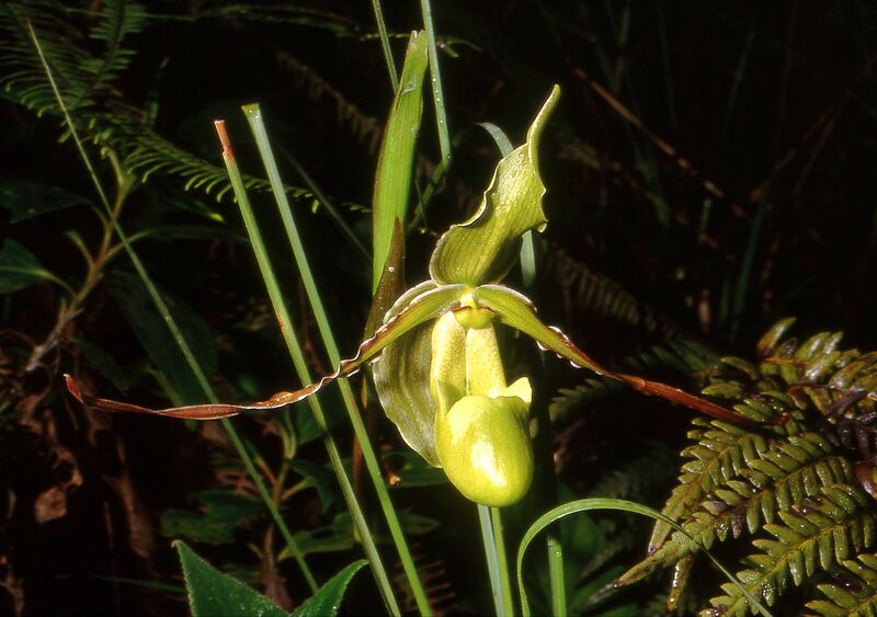 Файл:Phragmipedilum longifolium Orchi 02.jpg