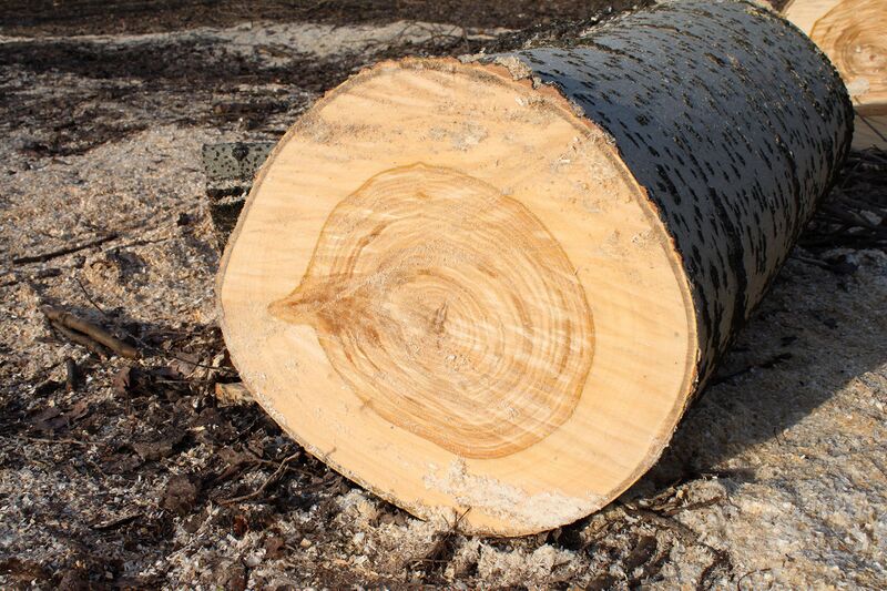 Файл:Populus alba cross section Marki.JPG