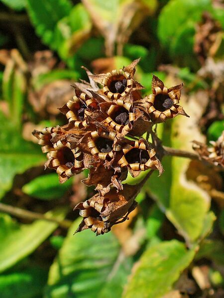 Файл:Primula veris 003.JPG