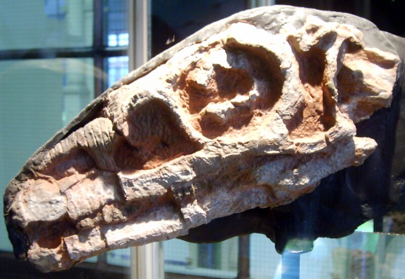 Файл:Riojasaurus skull.jpg