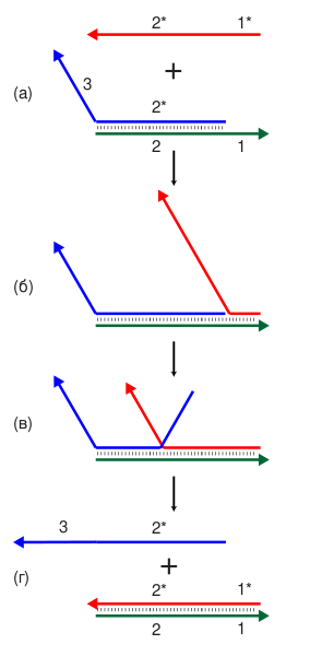 Файл:Strand displacement-ru.svg