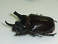 Strategus centaurus