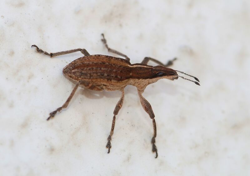 Файл:Weevil November 2009-1.jpg