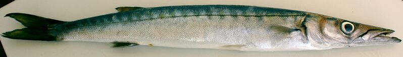 Файл:Barracuda.JPG