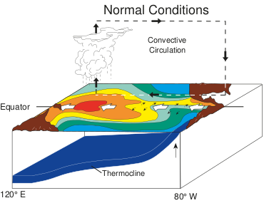 Файл:ENSO - normal.svg