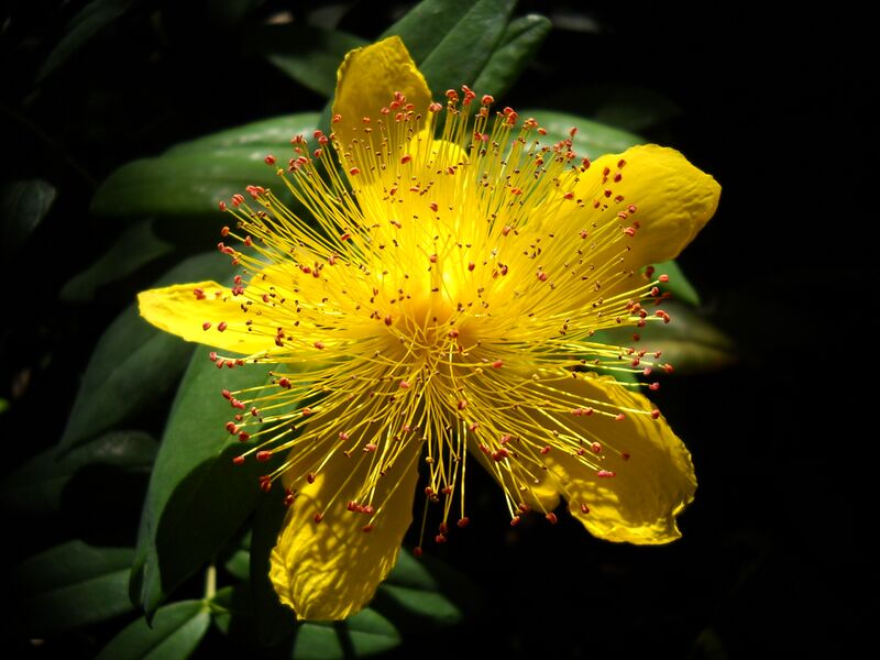 Файл:Hypericum Calycinum 2.JPG