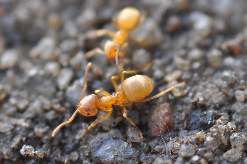 Файл:Lasius flavus 2.JPG
