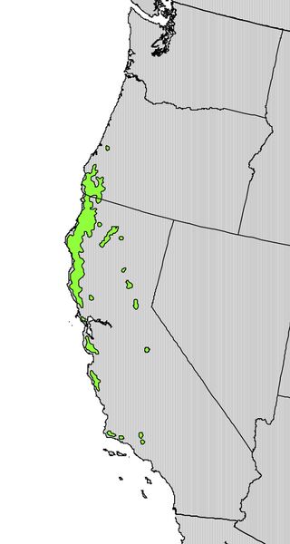 Файл:Notholithocarpus densiflorus range map.jpg