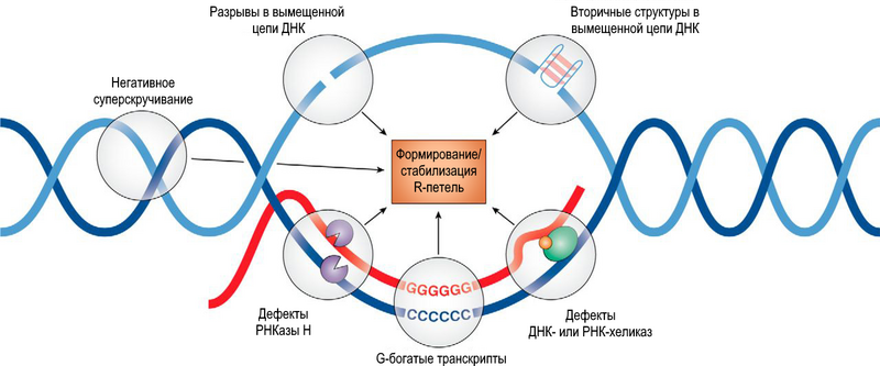 Файл:R-loop factors rus.png