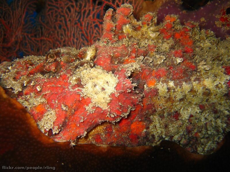 Файл:Reef Stonefish.jpg