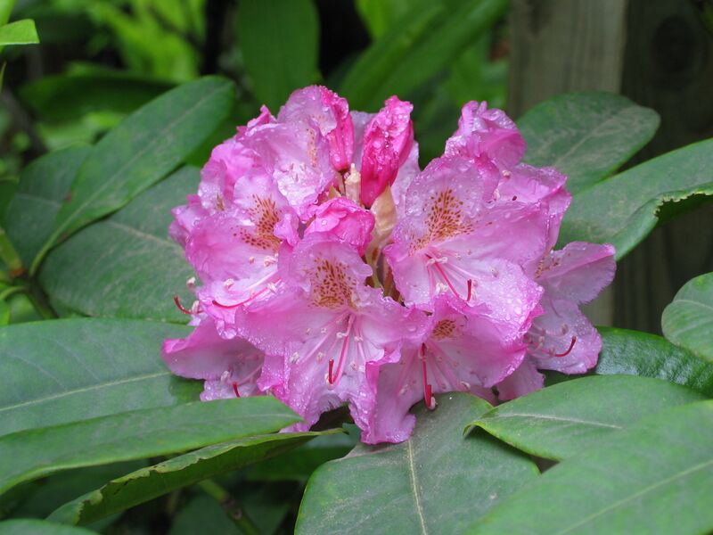 Файл:Rhododendron macrophyllum.JPG