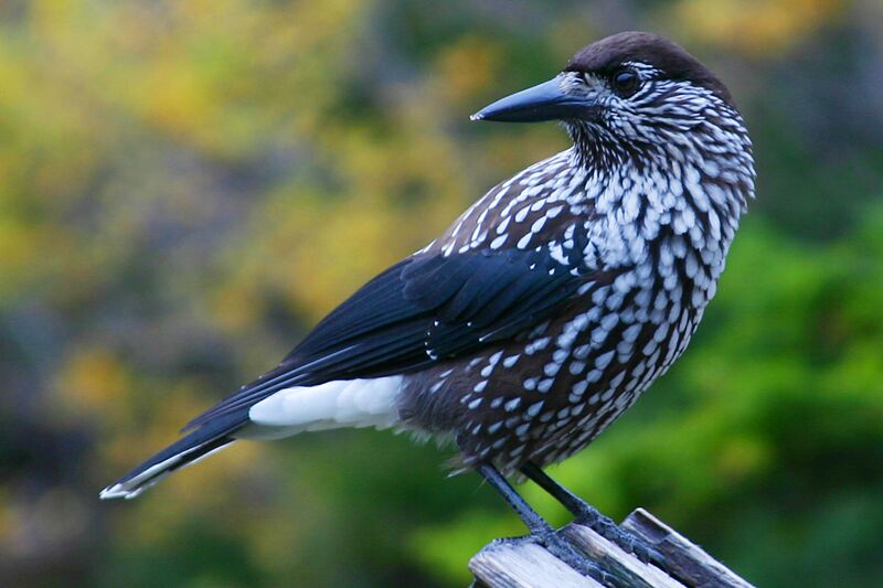 Файл:Spotted Nutcracker.jpg
