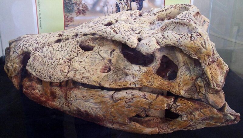 Файл:Baurusuchus salgadoensis (MPMA) 1.jpg