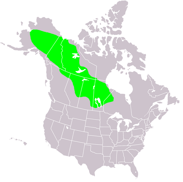 Файл:Betula neoalaskana range map.PNG