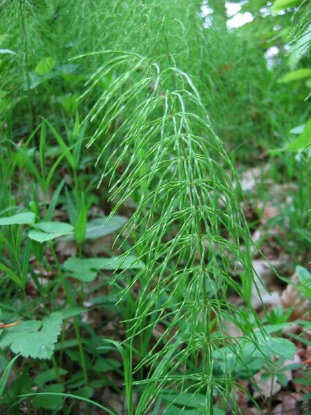 Файл:Equisetum pratense.jpeg