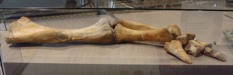 Файл:Lurdusaurus forelimb.jpg