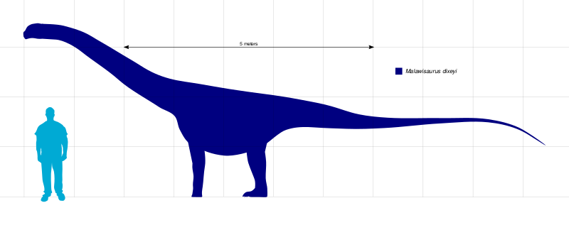 Файл:Malawisaurus Scale.svg