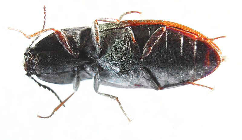 Файл:Prosternon tessellatum underside.JPG