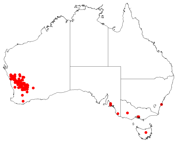 Файл:Hakea invaginataDistMap63.png