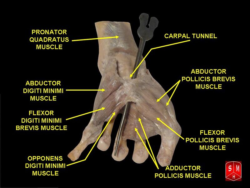 Файл:Hand dissection 9.jpg