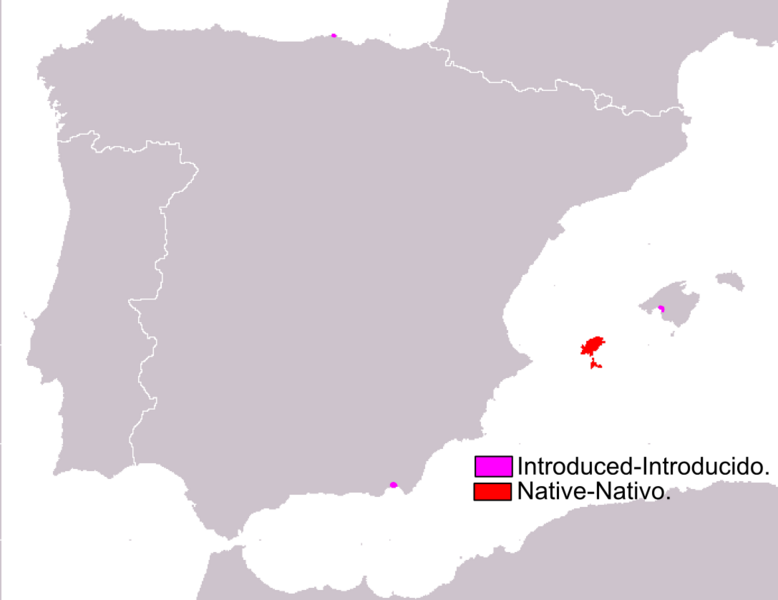 Файл:Podarcis pityusensis range Map.png