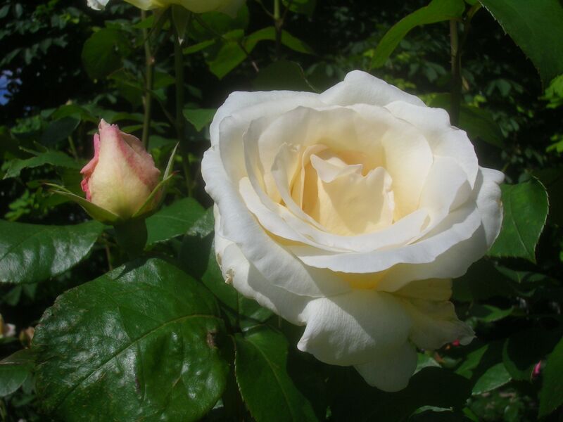 Файл:Rosa Pascali.jpg