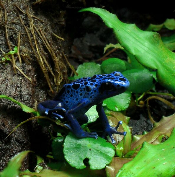 Файл:SDC11456 - Dendrobates tinctorius.JPG