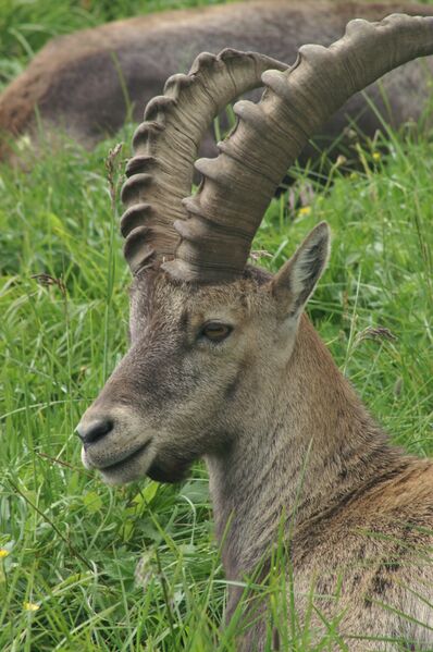 Файл:Steinbock ibex 2.JPG