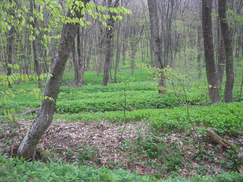 Файл:Agarmysh3.JPG