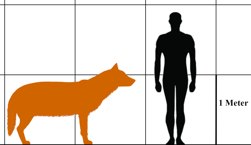 Файл:C. dirus wiki.png