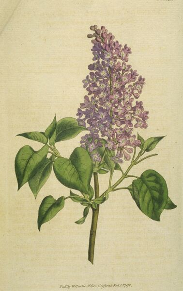 Файл:Common Lilac.jpg