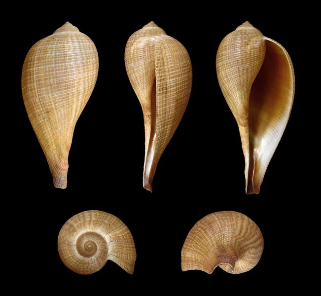 Файл:Ficus gracilis 01.JPG