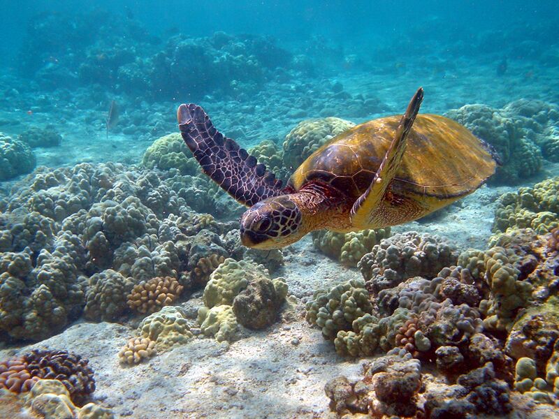 Файл:Hawaii turtle 2.JPG