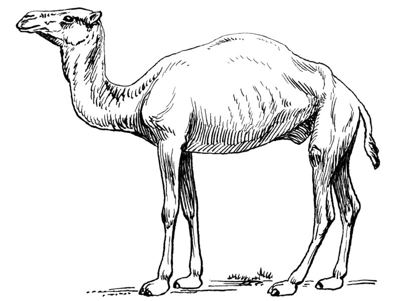 Файл:Paracamelus.png
