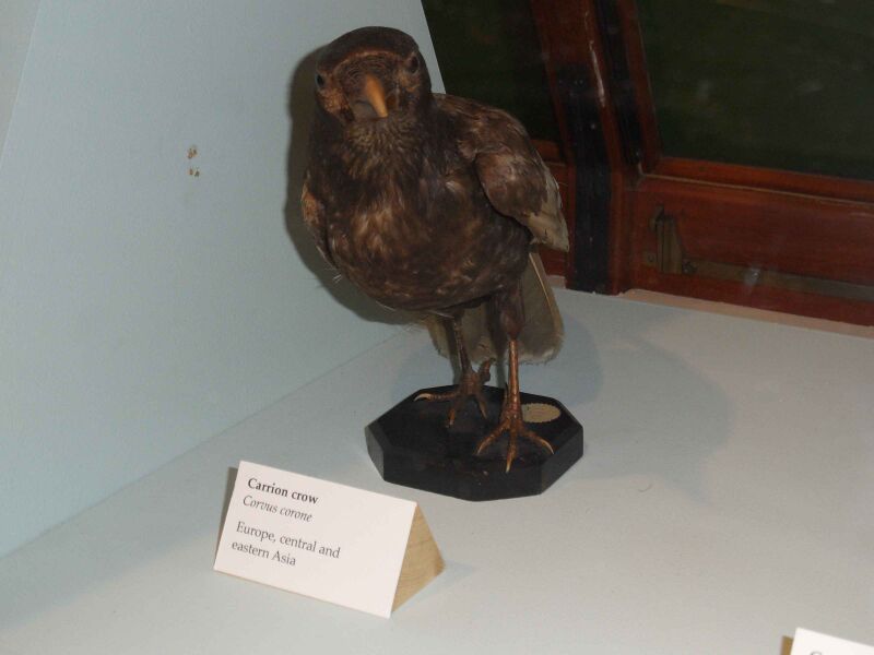 Файл:Red carrion crow.JPG