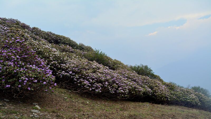 Файл:Rhododendron campanulatum shrubbery.jpg