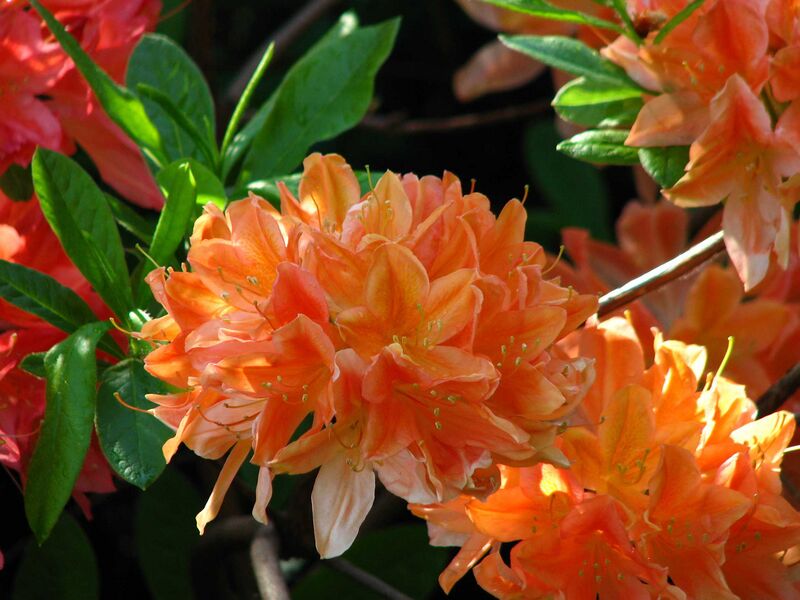 Файл:Rhododendron sp. 123.JPG