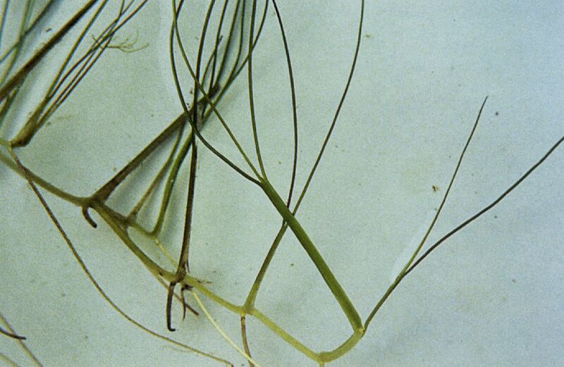 Файл:Ruppia maritima.jpg