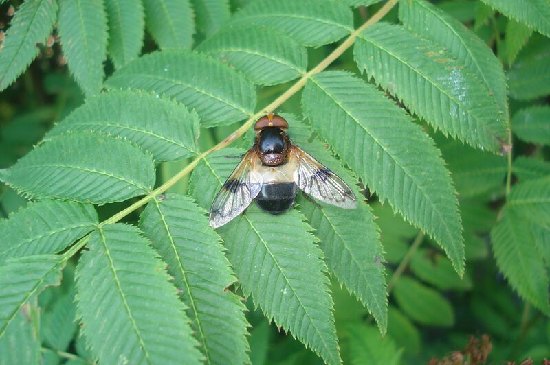 Файл:Volucella pellucens 01.JPG