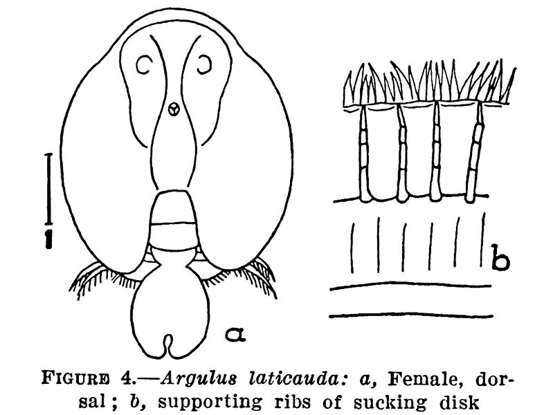 Файл:Argulus laticauda.jpg
