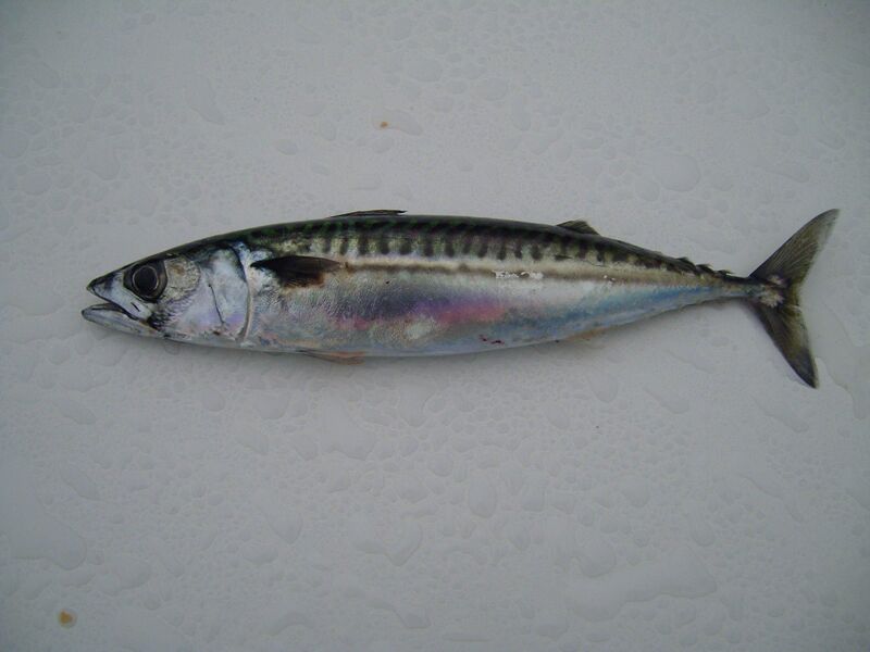 Файл:Atlantic mackerel fish.jpg