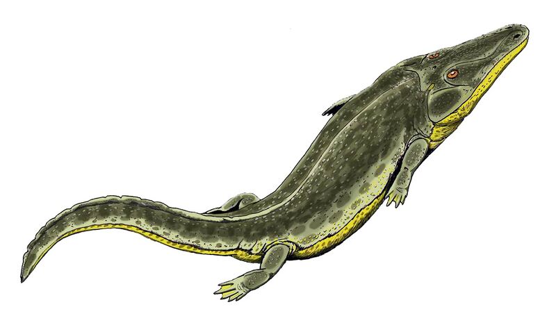 Файл:Benthosuchus2DB2small.jpg