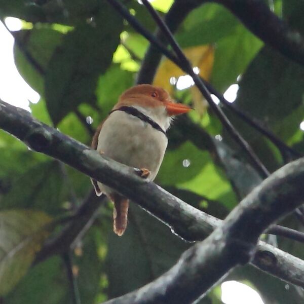 Файл:Bucco capensis - Collared Puffbird.JPG