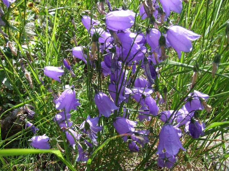 Файл:Campanula polymorpha a3.jpg