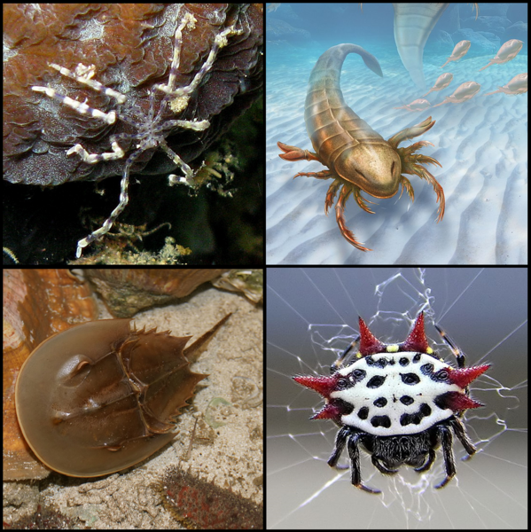 Файл:Chelicerata Collage.png